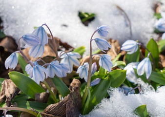 Firts spring flowers growing under snow