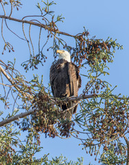 American Bald Eagle (Haliaeetus leucocephalus) perched on a pine tree. Milpitas, Santa Clara County, California, USA.