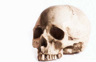 scull antropology
