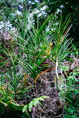 Orchid flower planted on a dry wood, in Asia