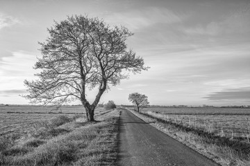 Mein Freund.der Baum an einem Feldweg in einen Hammrich im Landkreis Leer Ostfriesland