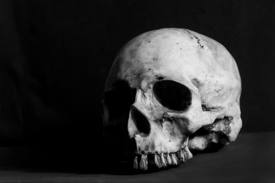 scull antropology
