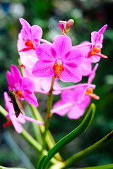 Pink phalaenopsis orchid flower at the botanical garden. A beautiful orchid plant in nature