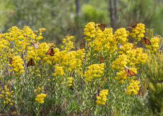 Monarch Butterflies Landing on Goldenrod Horizontal