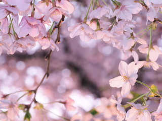 夕焼けサクラ