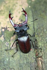 Hirschkäfer (Lucanus cervus),
