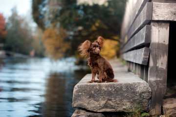 Fototapeta na wymiar Dog Toy Terrier on a bridge in the park
