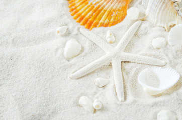 Fototapeta na wymiar Close up of starfish and seashells on white sand background