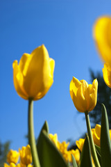 Fresh Bright Yellow Tulips under Blue Sky