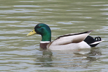 Naklejka na ściany i meble wild duck swims in the lake