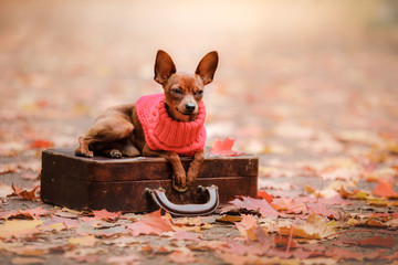 Dog Toy Terrier for a walk in the park