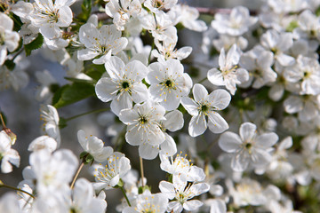 Obstblüte im Frühling: Kirsche