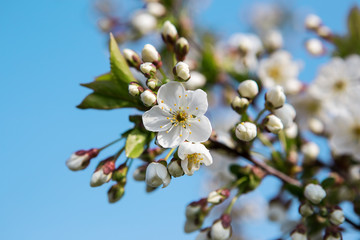 Obstblüte im Frühling: Kirsche