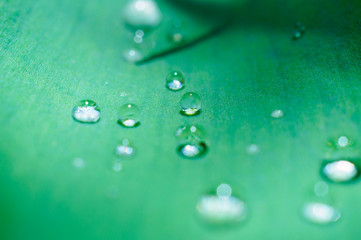 macro water drop on leaf close up in garden