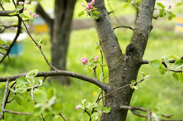 manzana
