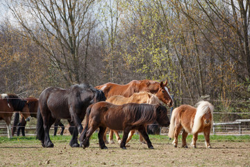 Pferdeherde auf der Weide