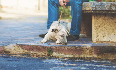 Curious puppy black and white half-blood dog lying near the man's legs at the footpath