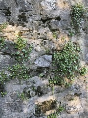 plantes au mur