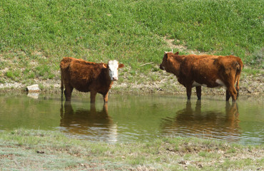 Cows in the steppe of Kamykia, Russia