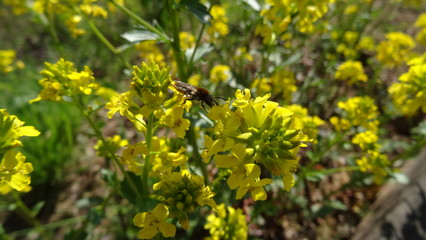 Blumenwiese mit Insekten Bienen im Frühling