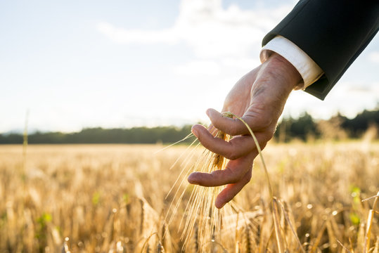Businessman touching an ear of ripening wheat