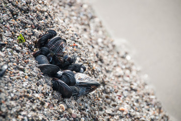 Shells growing on a rock at the beach