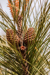 Evergreen pine tree branch with young shoots and fresh green buds, needles close-up