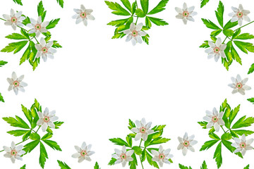 spring flowers snowdrops isolated on white background.