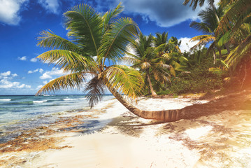 Obraz na płótnie Canvas Tropical white sandy beach with palm trees. Saona Island, Dominican Republic