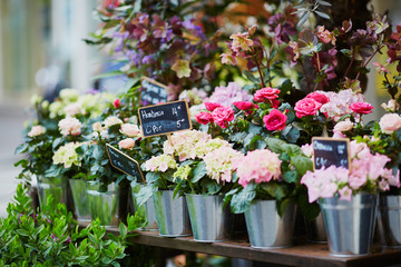 Fototapeta na wymiar Outdoor flower market in Paris
