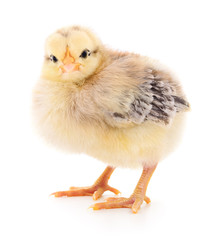 Small yellow chicken.