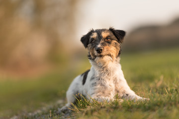 Hund sitzt bei Abendlicht auf einer Frühlingswiese - Jack Russell Hündin 2 Jahre alt