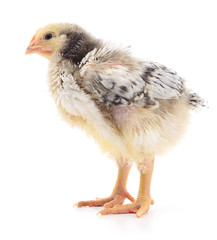 Small grey chicken.
