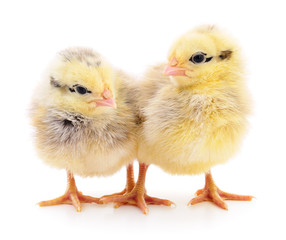 Two yellow chickens.