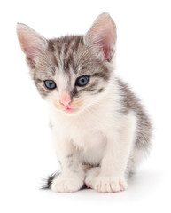 Fototapeta premium Kitten on white background.