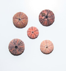 Sea urchin skeletons