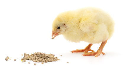 Baby chicken having a meal.