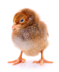 Obraz premium Small brown chicken.