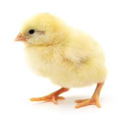 Small yellow chicken.