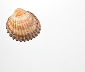 Sea shell