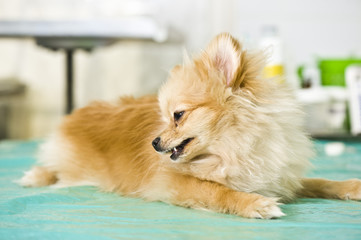 Sick spitz