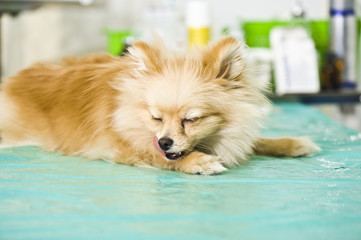 Sick spitz