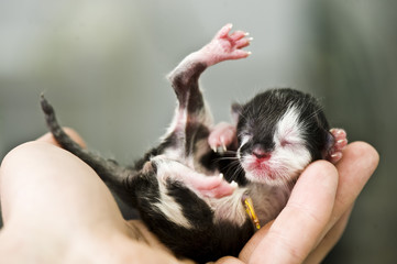 Newborn kitten © Ershova Veronika