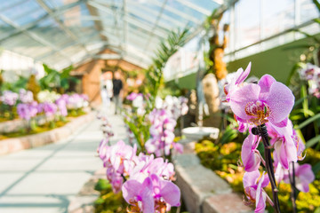 Fototapeta na wymiar Orchidaceae growing in botanic garden.