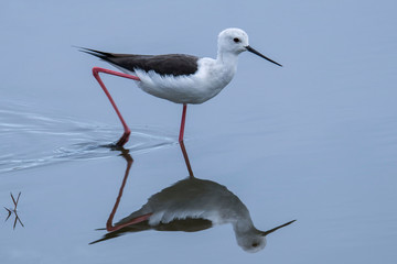 Stelzenläufer (Himantopus himantopus)