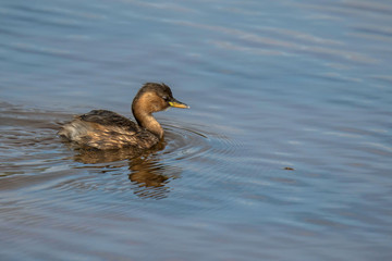 Zwergtaucher (Tachybaptus ruficollis)