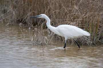 Seidenreiher (Egretta gazetta)