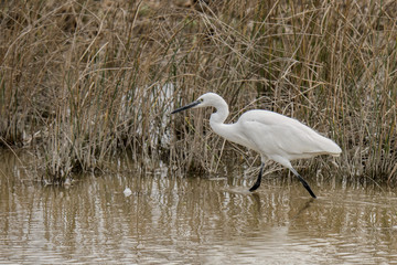 Seidenreiher (Egretta gazetta)