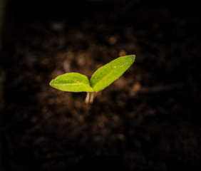 Young seedling in fresh soil