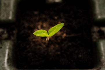 Young seedling in fresh soil